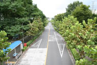 大塚・帝京大学周辺の様子08